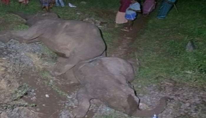 Train hit elephants | കോയമ്പത്തൂരിൽ ട്രെയിനിടിച്ച് മൂന്ന് കാട്ടാനകൾ ചരിഞ്ഞു