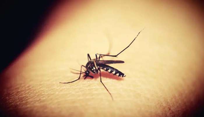 Ayurvedic home remedies for Dengue: ഡെങ്കിപ്പനിയെ തുരത്താനുള്ള വഴി വീട്ടില്‍ത്തന്നെയുണ്ട്...!! 