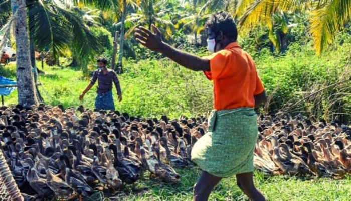  Birdflu | പക്ഷിപ്പനി ഭീതിയിൽ കർഷകർ, ആലപ്പുഴയിൽ താറാവുകളെ കൂട്ടത്തോടെ കൊല്ലും