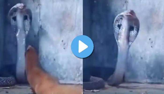 Viral Video: കീരിയും മൂർഖനും നേർക്കുനേർ വന്നാൽ എങ്ങനിരിക്കും, വീഡിയോ കാണാം.!! 