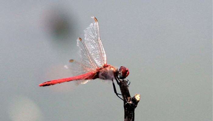 Dragon FLies in Red List : ലോകത്താകമാനം തുമ്പികളുടെ എണ്ണം വൻതോതിൽ കുറയുന്നു; തുമ്പികളെ റെഡ് ലിസ്റ്റിൽ ഉൾപ്പെടുത്തി