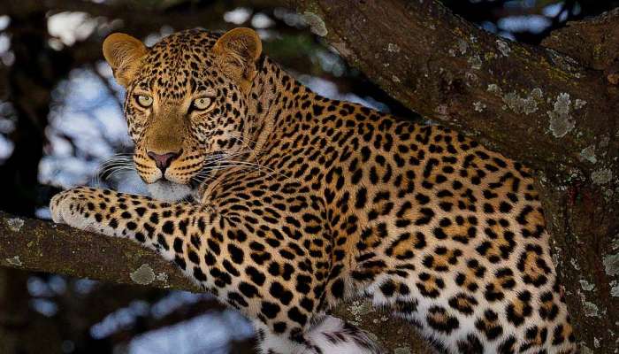 Leopard Death : പത്തനംത്തിട്ടയിൽ പുലിയെ മുള്ളൻ പന്നി കൊന്നു