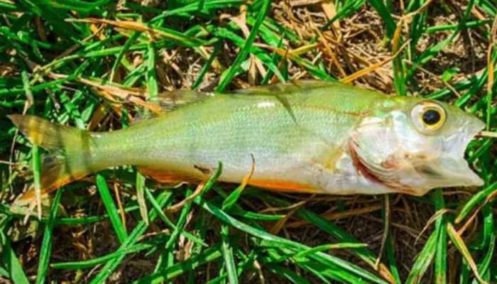 Texas Fish Rain : മീൻ മഴയുണ്ടാകുമോ ലോകത്ത്? ടെക്‌സാസിലെ സംഭവം വിരൽ ചൂണ്ടുന്നത്