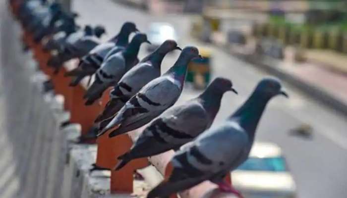 Multimillionaire pigeons | രാജസ്ഥാനിലെ കോടീശ്വരൻമാരായ പ്രാവുകളുടെ കഥ