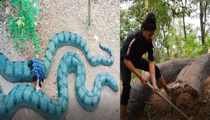 Snake Statues | ആകാശിന്റെ വീടിന് മുന്നിൽ അനക്കോണ്ട; അമ്പരന്ന് നാട്ടുകാർ; പിന്നീട് സംഭവിച്ചത് ഇങ്ങനെ!