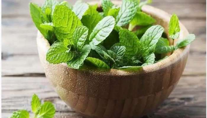 Mint Leaves Benefits & Side effects : ദഹന പ്രശ്‍നങ്ങളിൽ നിന്നും, ജലദോഷത്തിൽ നിന്നും രക്ഷ നേടാണോ? പുതിനയില സഹായിക്കും