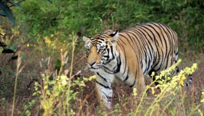 Wildlife Safaris : കാട്ടിലേക്ക് യാത്ര പോകുമ്പോൾ ശ്രദ്ധിക്കേണ്ടത് എന്തൊക്കെ?