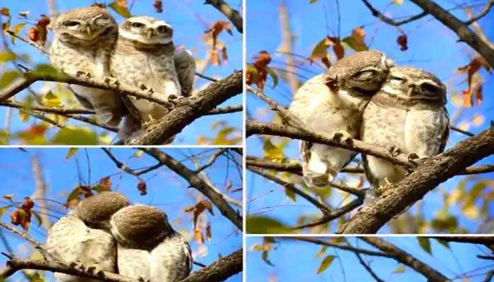 ‘Kissing’ Owlets: പരസ്പരം ചുംബിക്കുന്ന മൂങ്ങകള്‍, 'Pre-Wedding Photoshoot' എന്ന് സോഷ്യല്‍ മീഡിയ 