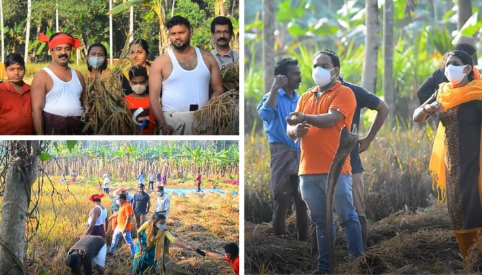 നാട്ടുകാരും പഞ്ചായത്ത് പ്രതിനിധികളും ഒത്തുചേർന്നു; പൂവച്ചൽ പഞ്ചായത്തിൽ 25 വർഷത്തിന് ശേഷം കൊയ്ത്തുത്സവം