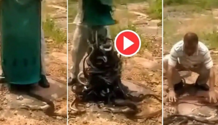 Viral Video: നൂറുകണക്കിന് പാമ്പുകളെ ഒറ്റയടിക്ക് തുറന്നുവിട്ടു, ശേഷം സംഭവിച്ചത് കണ്ട് അമ്പരന്ന് സോഷ്യൽ മീഡിയ