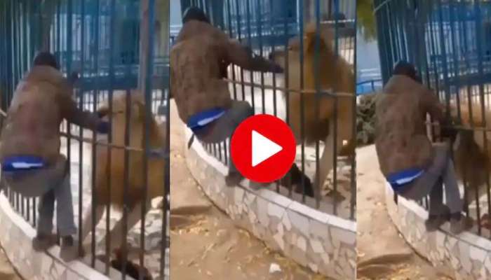 Viral Video: സിംഹക്കൂട്ടിലേയ്ക്ക് വെറുതെ ഒന്ന് കൈയിട്ടതേയുള്ളൂ..!! യുവാവിന് സംഭവിച്ചത്... വീഡിയോ വൈറല്‍