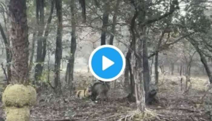 Viral Video: കാട്ടുപന്നിയെ വേട്ടയാടുന്ന കടുവ..! വീഡിയോ വൈറലാകുന്നു