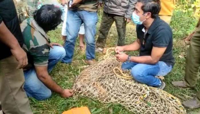 Wayanadu Tiger : വയനാട്ടിൽ കുഴിയിൽ വീണ കടുവയ്ക്ക് പിന്നീട് സംഭവിച്ചത്?