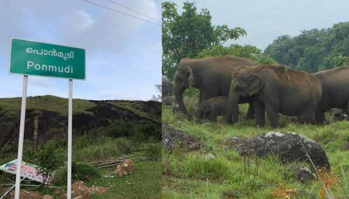 അൽപ്പം സൂക്ഷിക്കണം;  പൊന്മുടിയിൽ 'ഒറ്റയാൻറെ' സാന്നിധ്യവുമുണ്ട്