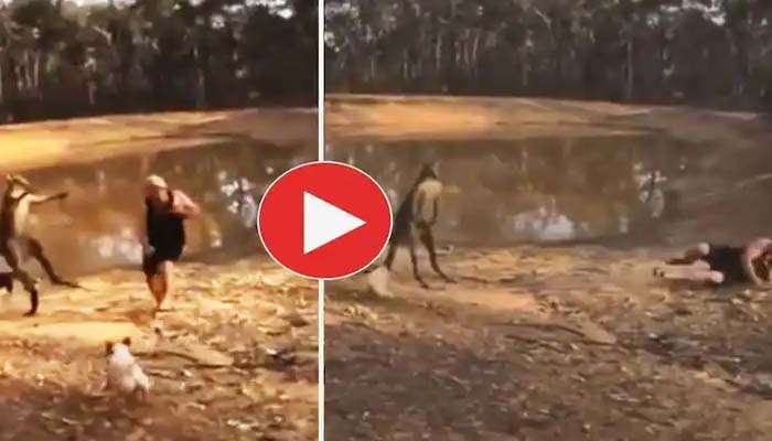 Viral Video: ചെന്നത് നായയെ രക്ഷിക്കാൻ, കിട്ടിയതോ കംഗാരുവിന്‍റെ ചവിട്ടും..! വീഡിയോ വൈറല്‍ 