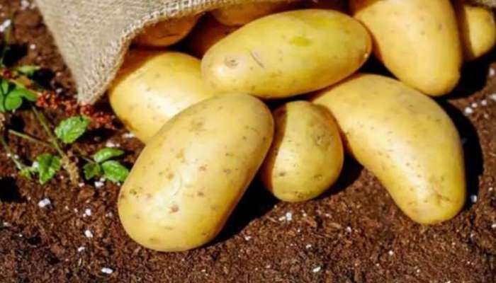 Potato: ശരീരഭാരം വർധിപ്പിക്കുന്നതിൽ ഉരുളക്കിഴങ്ങ് വില്ലനാണോ ?
