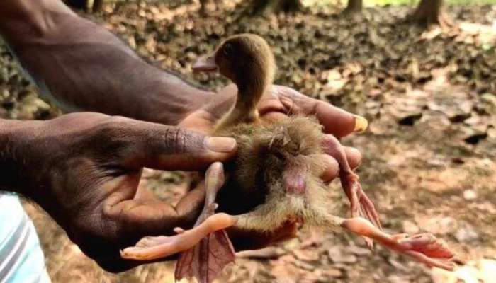 Four-legged duck: സോഷ്യൽ മീഡിയയിൽ താരമായി നാല് കാലുള്ള താറാവ്