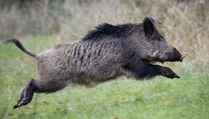 Wild Animal Attack : പട്ടാപകൽ കാട്ടുപന്നിയുടെ ആക്രമണം; ഗൃഹനാഥന് ഗുരുതരമായ പരിക്ക്