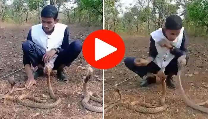 Viral Video: കളി മൂർഖനോട്.. കിട്ടി ഉഗ്രൻ പണി! ഞെട്ടിത്തരിച്ച് സൈബർ ലോകം..!