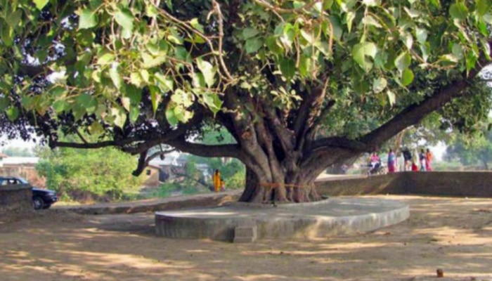 Banyan Tree Worship: ശനിയാഴ്ച ആൽമരത്തെ ആരാധിക്കൂ, പ്രശ്നങ്ങളെല്ലാം മാറും