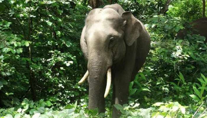 ഇടുക്കി ചിന്നക്കനാലിൽ വീണ്ടും കാട്ടാനയുടെ ആക്രമണം; പ്രഭാത സവാരിക്ക് ഇറങ്ങിയ വൃദ്ധനെ ചവിട്ടിക്കൊന്നു