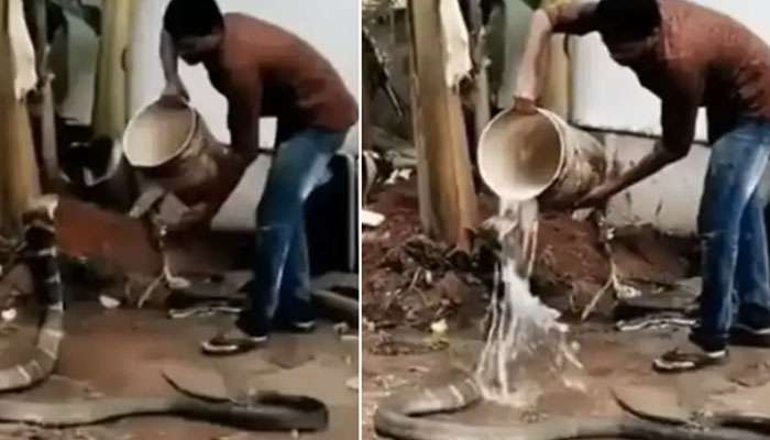 Viral VIdeo: ദാഹിച്ചു വലഞ്ഞെത്തിയ രാജവെമ്പാലയ്ക്ക് ദാഹജലം നൽകി യുവാവ്..! 