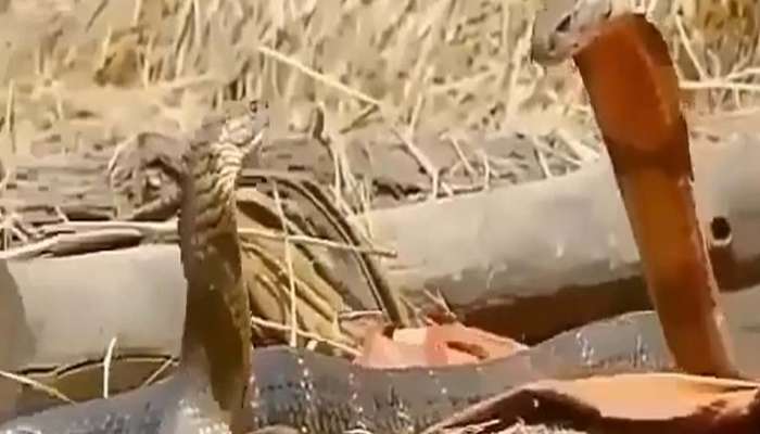 Viral Video: പ്രണയിക്കുന്ന രണ്ട് നാഗങ്ങള്‍...!!  വീഡിയോ വൈറല്‍  