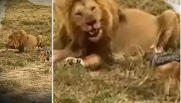 Viral video Baby Hyenas come face-to-face with Lion in forest trending  video instagram trending video | Viral video: 'ചെന്നുപെട്ടത് സിംഹത്തിന്റെ  മടയിൽ'; സിംഹത്തിന് മുന്നിൽപ്പെട്ട ...