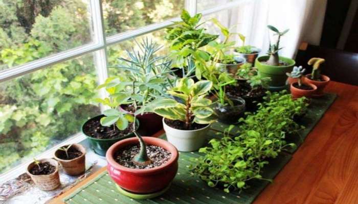 Vastu Tips For Plants: മുള്ളുകള്‍ ഉള്ള ചെടികള്‍ വീട്ടില്‍ വച്ചു പിടിപ്പിക്കാമോ? വാസ്തു ശാസ്ത്രം പറയുന്നത്  