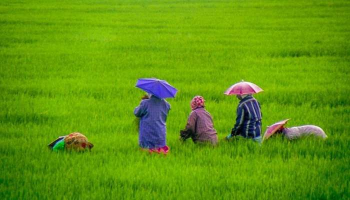 കൃഷി നാശം; കർഷകർക്ക് നഷ്ടപരിഹാരം വൈകുന്നു;കൃഷി മന്ത്രിയുടെ വാഗ്ദാനം പാഴ് വാക്കാവുന്നു