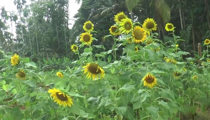 സൂര്യകാന്തിപ്പൂക്കളുടെ അഴകുവിടർത്തി ഉഴമലയ്ക്കല്‍ ഗ്രാമം