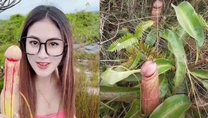 Penis Plants: 'ലിംഗച്ചെടി' അന്യം നിന്ന് പോകുന്നു; അതിൽ തൊടരുതെന്ന് സർക്കാർ