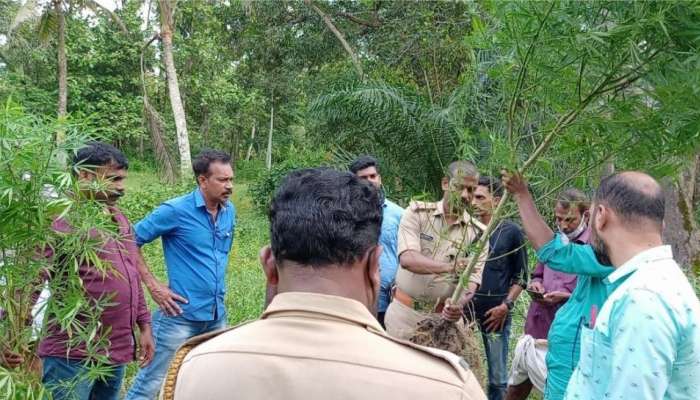 Cannabis Plant: എഴ് അടിയോളംപൊക്കത്തിൽ ആറ് മാസമായ കഞ്ചാവ്; അന്വേഷണം ആരംഭിച്ചു