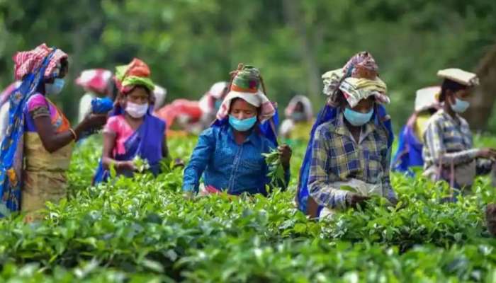 International Tea Day 2022: അറിയാം ചായ ദിനത്തിന്റെ ചരിത്രം