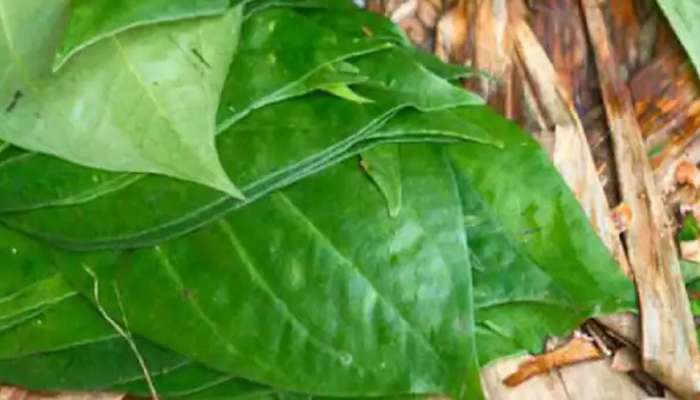 Benifits of Betel Leaves : ദഹനം മുതൽ രോഗപ്രതിരോധം വരെ; വെറ്റിലയ്ക്ക് ഗുണങ്ങളേറെ