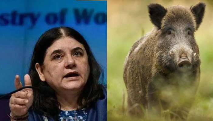 Wildboar killing : കാട്ടുപന്നികളെ കൊല്ലാനുള്ള തീരുമാനം:  പ്രതിഷേധം അറിയിച്ച് വനം മന്ത്രിക്ക് മനേക ഗാന്ധിയുടെ കത്ത്