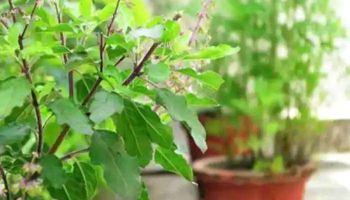 Vastu Tips for Tulsi: തുളസിച്ചെടി വീട്ടില്‍ വളര്‍ത്തുമ്പോള്‍ ശ്രദ്ധിക്കേണ്ട കാര്യങ്ങള്‍