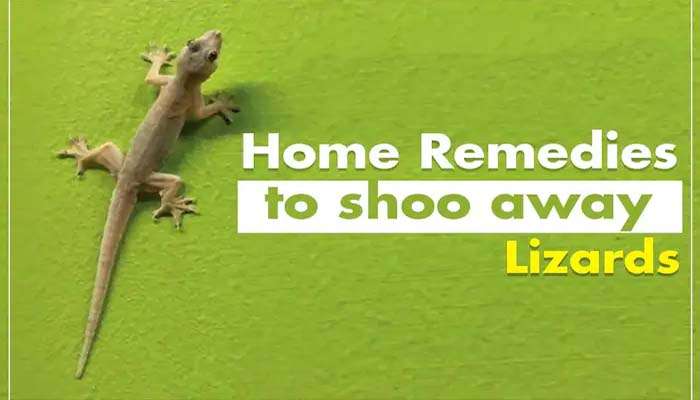 Lizards: വീട്ടില്‍ പല്ലിയുടെ ശല്യം?  ഈ ഉപായങ്ങള്‍ പരീക്ഷിക്കൂ 