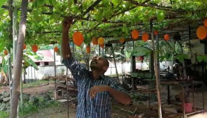 യൂറോപ്പിന്റെ ഗാഗ് ഫ്രൂട്ട് വേണോ? ഇനി വൈക്കത്തിന്റെ കായൽക്കരയിലുമുണ്ടാകും ഗാഗ് ഫ്രൂട്ട്