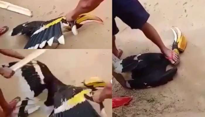 Indian Hornbill: വേഴാമ്പലിനെ തലയ്ക്കടിച്ച് കൊല്ലുന്ന ദൃശ്യങ്ങൾ; സമൂഹമാധ്യമങ്ങളിൽ പ്രതിഷേധം