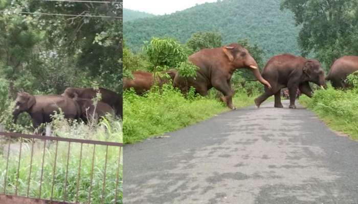 തുരത്തിയിട്ടും പോകാതെ കാട്ടാനക്കൂട്ടം; അട്ടപ്പാടിയിലെ ജനങ്ങള്‍ ഇനി എന്ത് ചെയ്യും?