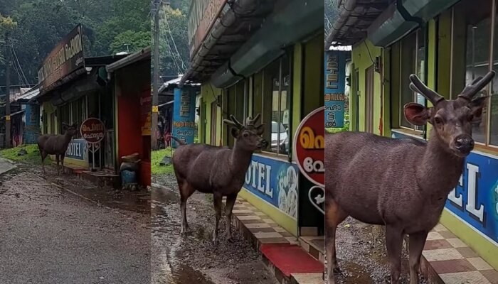 Viral Video: പഴംപൊരി കിട്ടാതെ ഞാൻ പോവില്ല; കൗതുകമായി മ്ലാവ്, വീഡിയോ വൈറൽ