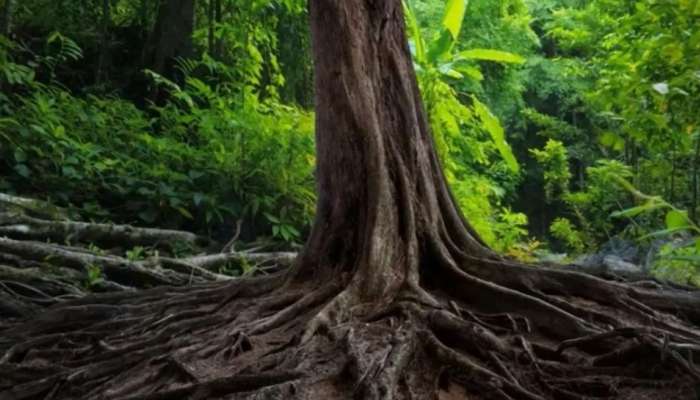 Viral optical illusion: മരത്തിന്റെ വേരുകൾക്കിടയിൽ പാമ്പ് മറഞ്ഞിരിക്കുന്നുണ്ടോ? ഒരു ശതമാനം ആളുകൾ മാത്രം കണ്ടെത്തിയ ഒപ്റ്റിക്കൽ ഇല്യൂഷൻ