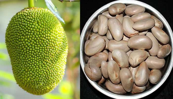 Jackfruit Seeds Benefits: ഓർമ്മിക്കാതെ പോലും ചക്കക്കുരു വലിച്ചെറിയരുത്, ഗുണം അറിഞ്ഞാൽ ഞെട്ടും!