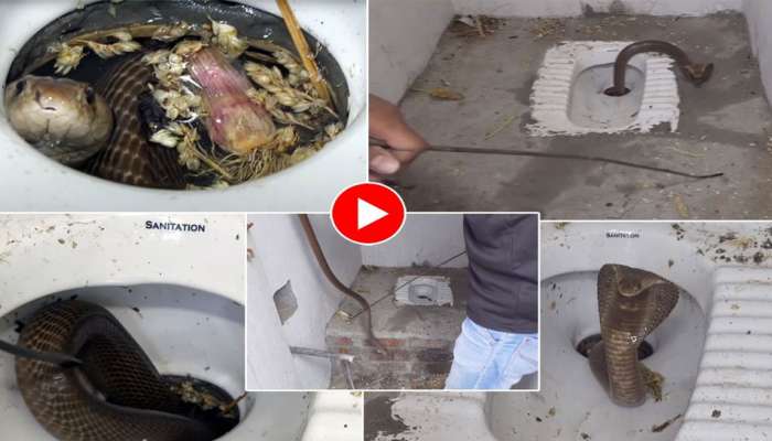 Viral Video: ടോയ്‌ലറ്റിൽ നിന്നും പെട്ടെന്ന് മൂർഖൻ പുറത്തേക്ക്..! വീഡിയോ കണ്ടാൽ ഞെട്ടും 