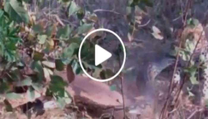 Viral Video : നേർക്ക് നേർ നിന്ന് പൊരുതി പുള്ളിപ്പുലിയും പെരുമ്പാമ്പും; പിന്നെ സംഭവിച്ചത്, വീഡിയോ വൈറൽ  