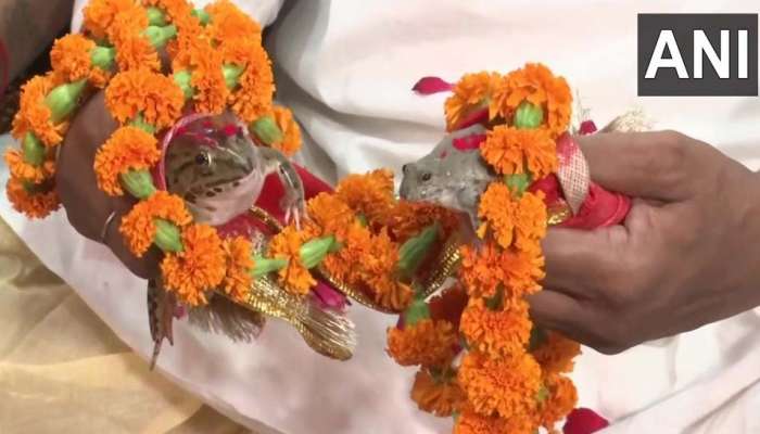 Frogs Marriage: തവളകള്‍ വിവാഹിതരായി, ദേവേന്ദ്രന്‍ പ്രസാദിക്കുമെന്ന പ്രതീക്ഷയില്‍ ജനങ്ങള്‍..!! 