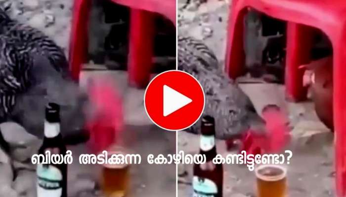 Viral Video: കോഴികൾ ചേർന്ന് ബിയർ കുടിച്ചു; പിന്നെ നടന്നത് കണ്ടാൽ ഞെട്ടി പോകും