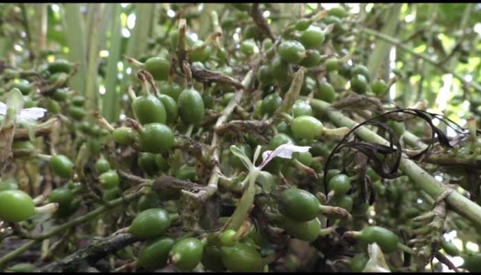 ശക്തമായ കാറ്റിലും മഴയിലും ഇടുക്കിയിൽ ഏലം മേഖലയില്‍ വൻ നാശനഷ്ടം; കർഷകർ ദുതിത്തിൽ