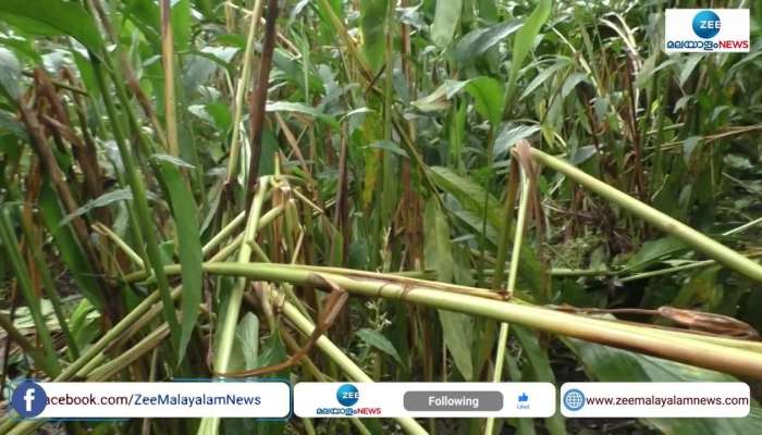 Massive damage in cardamom farming in ​Idukki